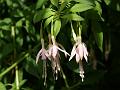 2009-0628-1600_Hardy_Fuschia_27,6C